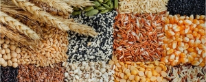 Manufacturers Exporters and Wholesale Suppliers of Food Grains Jaipur Rajasthan