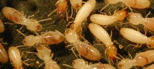 Service Provider of Termite Control Services Gurgaon Haryana 