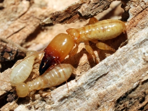 Service Provider of Termite Control Lucknow Uttar Pradesh 