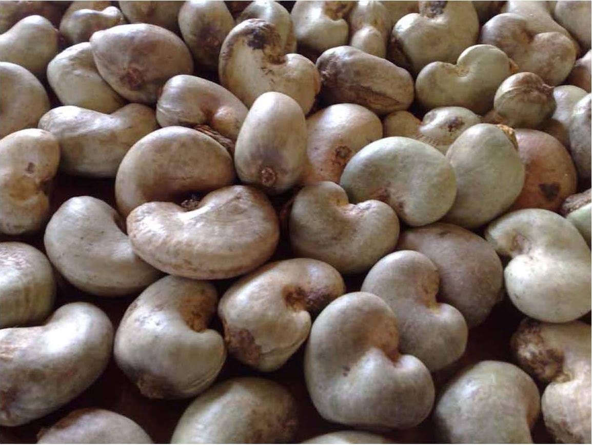 raw cashew nut importers in india