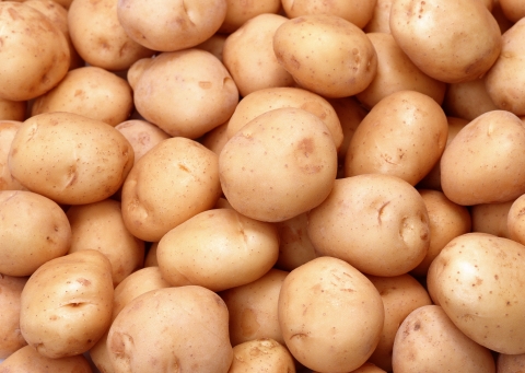 Manufacturers Exporters and Wholesale Suppliers of Fresh Potatoes rajkot Gujarat