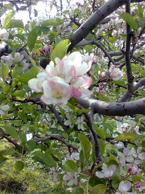 Manufacturers Exporters and Wholesale Suppliers of Apple Trees Apple Flower Shimla Himachal Pradesh