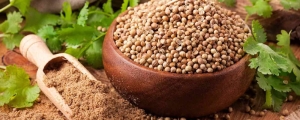 Manufacturers Exporters and Wholesale Suppliers of Coriander Jaipur Rajasthan