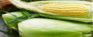 Manufacturers Exporters and Wholesale Suppliers of Corn Jaipur Rajasthan