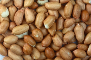 Manufacturers Exporters and Wholesale Suppliers of Salted Plain Peanuts With Skin Mumbai Maharashtra