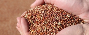 Manufacturers Exporters and Wholesale Suppliers of Sorghum Jaipur Rajasthan