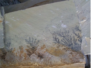 Manufacturers Exporters and Wholesale Suppliers of Fossil Mint slabs Jaipur Rajasthan